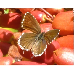 Geranium Bronze Butterfly Cacyreus marshalli 5 pupae
